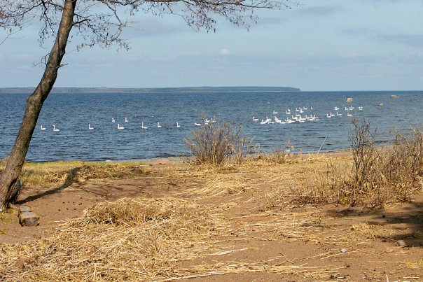 Лебяжье фото финский залив